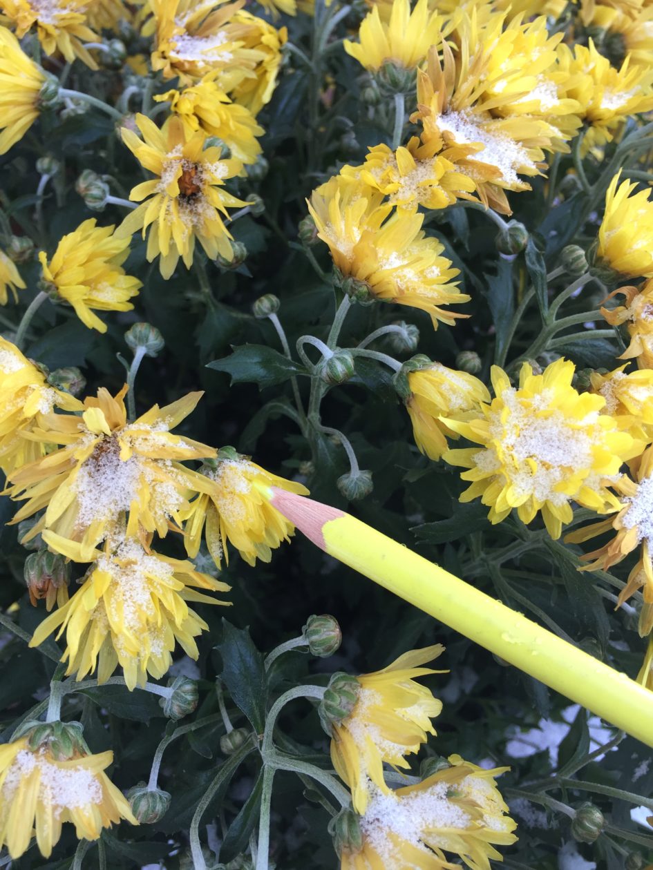 Frozen Flowers